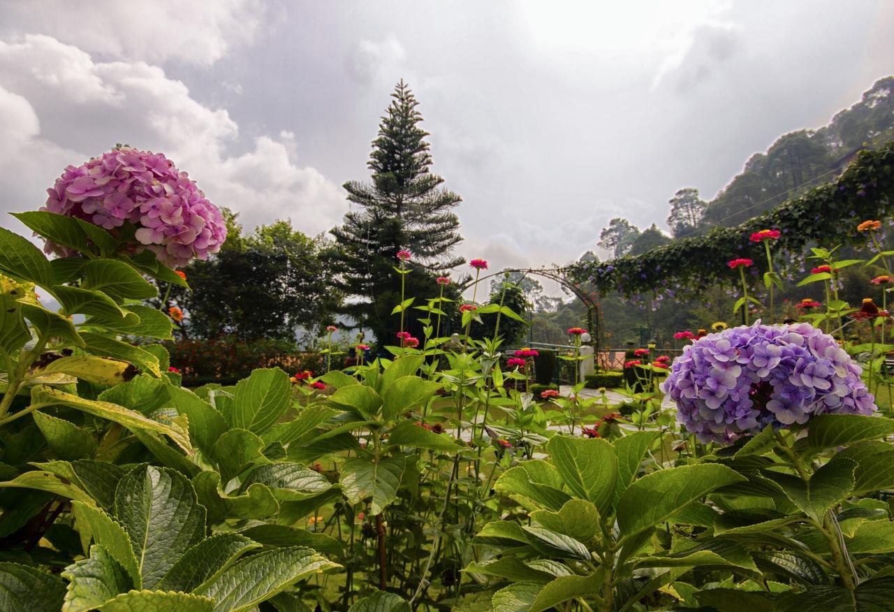 Kasauli Resort By Piccadily Exterior photo